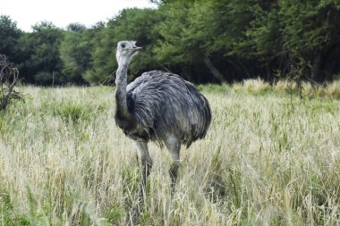 Patagonya, Arjantin 'deki vahşi yaşam davranışları ve doğal ekosistem için Pampas otlaklarında daha büyük Rhea..