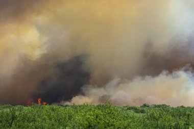 La Pampa Yerli Ormanı 'ndaki Vahşi Yangın (Prosopis caldenia), Arjantin Doğal Çayırları ve Vahşi Yaşam Ormanı.