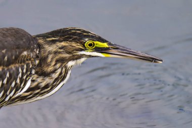 Ansenuza Ulusal Parkı, Cordoba Eyaleti, Arjantin 'in bataklıklarında çizgili balıkçıl..