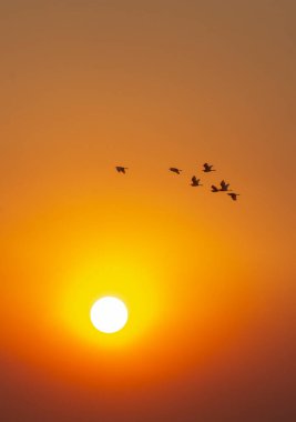 Uçan Kuşlarla Turuncu Gün Batımı (Aves spp. ), La Pampa, Arjantin