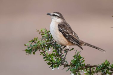 La Pampa, Arjantin 'in Doğal Çayırlarında Tebeşir Kaşlı Alaycı Kuş (Mimus saturninus)