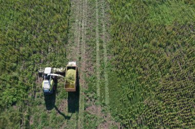 Pampas kırsalında, La Pampa Eyaleti, Patagonya, Arjantin 'de yiyecek toplayıcısı..
