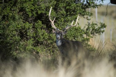 Fallow Geyik (Dama dama) La Pampa Av Rezervi, Arjantin