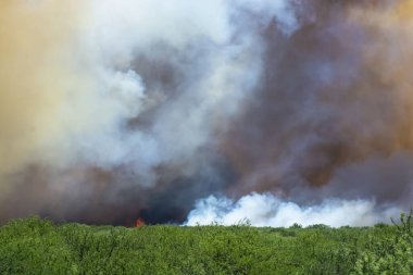 La Pampa Yerli Ormanı 'ndaki Vahşi Yangın (Prosopis caldenia), Arjantin Doğal Çayırları ve Vahşi Yaşam Ormanı.
