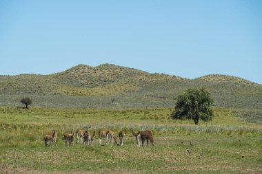 Guanaco (Lama guanicoe) Pampas Grassland, La Pampa, Arjantin