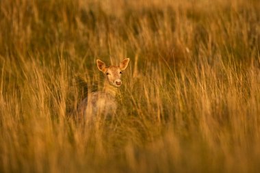 Fallow Geyik (Dama dama) La Pampa Av Rezervi, Arjantin
