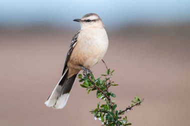 La Pampa, Arjantin 'in Doğal Çayırlarında Tebeşir Kaşlı Alaycı Kuş (Mimus saturninus)
