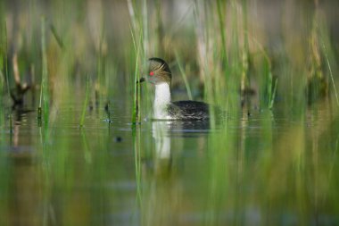 La Pampa, Patagonya, Arjantin 'in Bataklıklarında Gümüş Grebe
