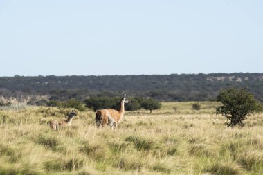 Guanaco (Lama guanicoe) Pampas Grassland, La Pampa, Arjantin