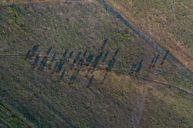 Pmpas Kırsalında sığır sürüsü, La Pampa Eyaleti, Patagonya, Arjantin.