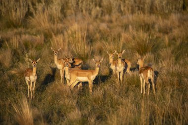 Pampas 'ta Blackbuck Antilobu, La Pampa bölgesi, Arjantin
