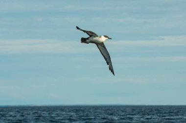 Sooty Shearwater (Ardenna grisea) Okyanus, Yarımada Valdes, Patagonya, Arjantin.