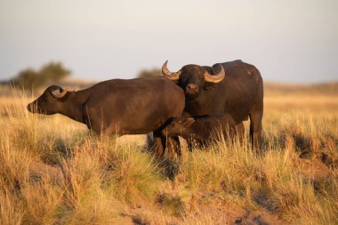 La Pampa Av Rezervi, Arjantin 'de Bubalus Bubalis.