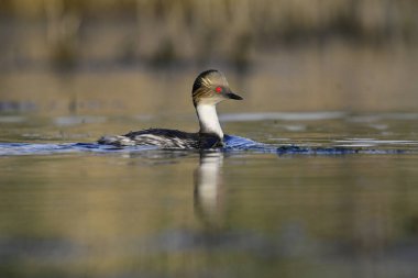 La Pampa, Patagonya, Arjantin 'in Bataklıklarında Gümüş Grebe