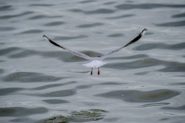 La Pampa, Arjantin 'de kahverengi başlıklı martı (Chroicocephalus maculipennis)