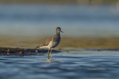Münzevi Sandpiper (Tringa solitaria), La Pampa Eyaleti, Patagonya, Arjantin.