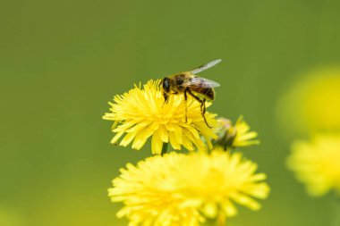 Arı Tozlaştıran Sarı Çiçek La Pampa, Arjantin 'de, Yaşam İçin Temel