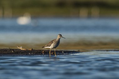 Münzevi Sandpiper (Tringa solitaria), La Pampa Eyaleti, Patagonya, Arjantin.