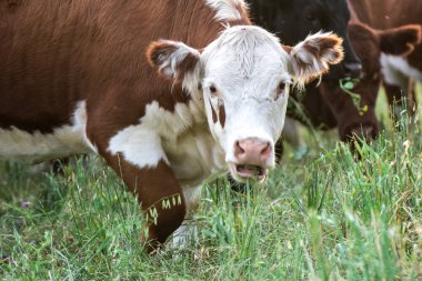 Pampas Otlaklarında Otlayan Sığırlar, La Pampa Eyaleti, Arjantin