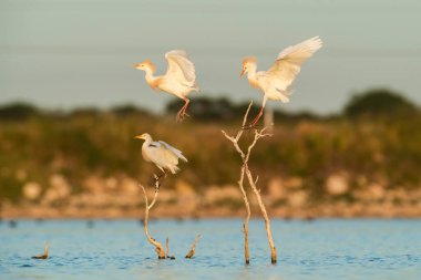 Sığır Egret (Bubulcus ibis), La Pampa Eyaleti, Patagonya, Arjantin 'deki Ölü Ağaçlara tünedi..