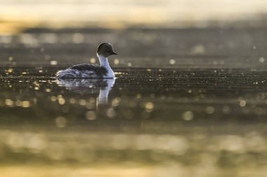 La Pampa, Patagonya, Arjantin 'in Bataklıklarında Gümüş Grebe