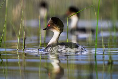 La Pampa, Patagonya, Arjantin 'in Bataklıklarında Gümüş Grebe