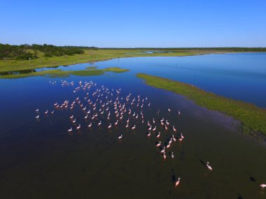 Şili Flamingoları (Phoenicopterus chilensis) Pampas Plain, Patagonya, Arjantin 'de bir gölde
