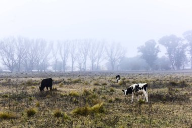 Bulutlu Sonbahar Manzarasında Otlayan Sığırlar, La Pampa, Patagonya, Arjantin