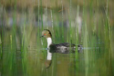 La Pampa, Patagonya, Arjantin 'in Bataklıklarında Gümüş Grebe