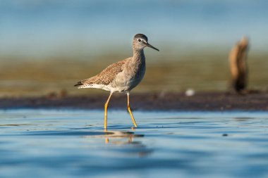 Münzevi Sandpiper (Tringa solitaria), La Pampa Eyaleti, Patagonya, Arjantin.