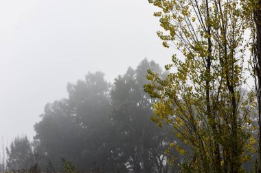 Sisli Topraklarda Sonbahar Yaprakları, La Pampa, Patagonya, Arjantin