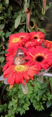 Renkli kelebekler dilimlenmiş ananas parçalarının üzerinde toplanır, yemyeşil bir bahçe ortamında metal bir büfede birlikte beslenirler. 