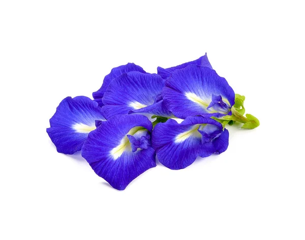 Pillangó Borsóvirág Fehér Alapon Clitoria Ternatea — Stock Fotó