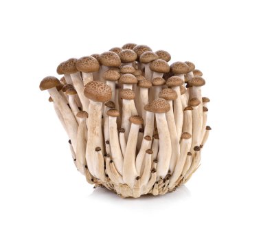 Kahverengi kayın mantarı, beyaz arka planda Shimeji mantarı.