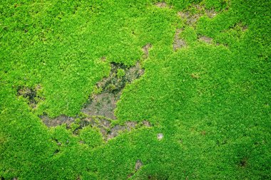 Yosun dokusu. Yosun arka planı. Grunge dokusunda yeşil yosun, arkaplan