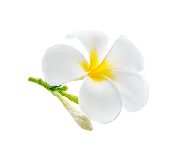 Beyaz Arka Planda Izole Edilmiş Frangipani Plumeria Çiçeği — Stok fotoğraf