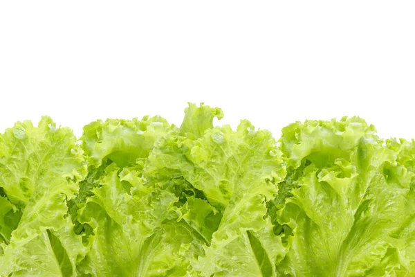 Hoja Ensalada Lechuga Aislada Sobre Fondo Blanco — Foto de Stock