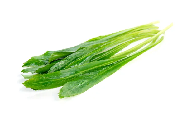 Spice Pages Long Coriander Eryngium Foetidum Culantro Mexican Coriander