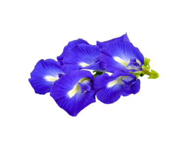 Kelebek çiçeği, Klitorya ternatea şeffaf png