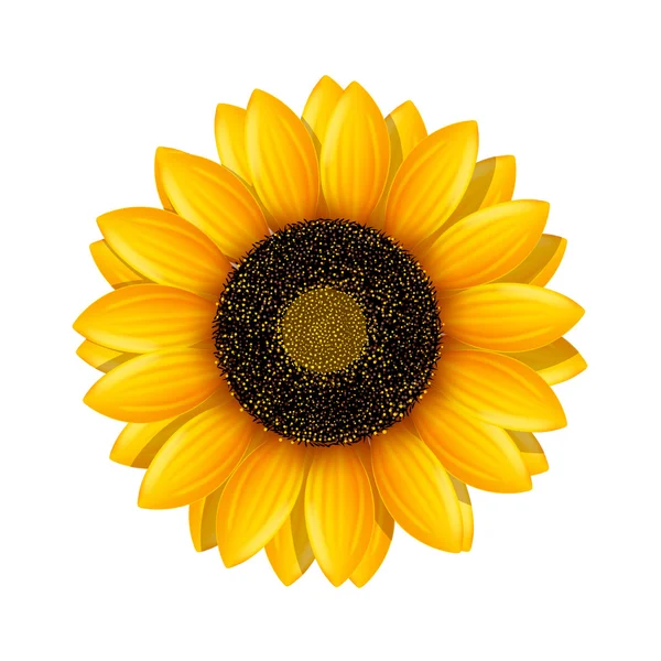 Bild von Sonnenblume — Stockvektor