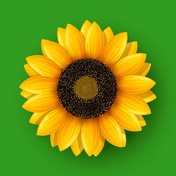 Girasol en verde — Vector de stock