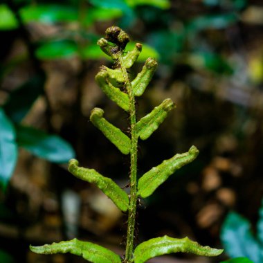 Kıvrık kenarlı, yumruğa benzeyen vahşi eğrelti otu.