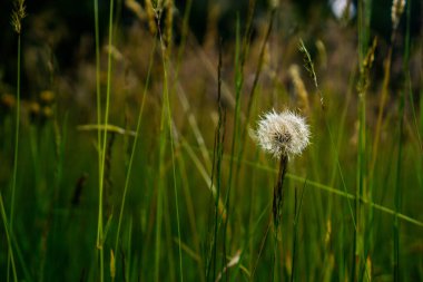 Karahindiba çiçeği Görünümü Kapat