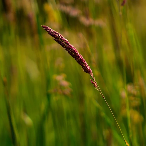 Närbild Vild Gräs — Stockfoto