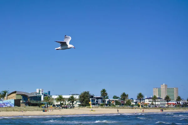 One Single Seagull Bird Flying Plain Blue Sky Background — Stock Photo, Image