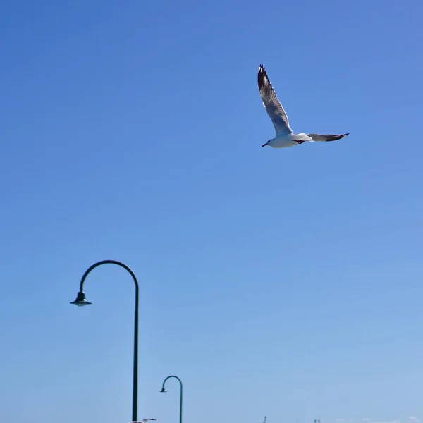 Ein Einziger Möwenvogel Fliegt Mit Blauem Himmel Hintergrund — Stockfoto