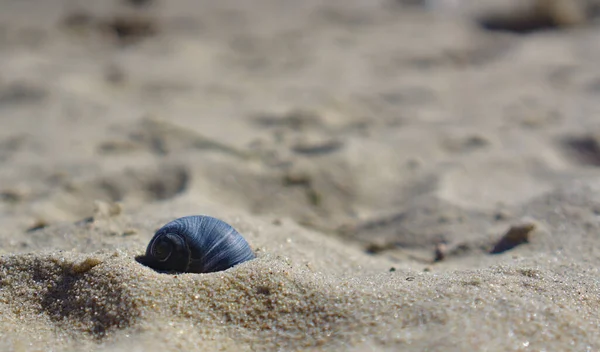 Close View Grey Sea Snail Light Brown Beach Sand — Stock Photo, Image