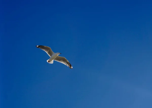 One Single Seagull Bird Flying Plain Blue Sky Background — Stock Photo, Image