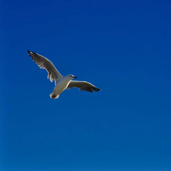 One Single Seagull Bird Flying Plain Blue Sky Background — Stock Photo, Image