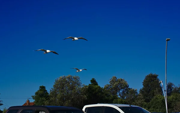 Three Seagulls Flying Top Cars Trees Blue Sky Background — Stock Photo, Image